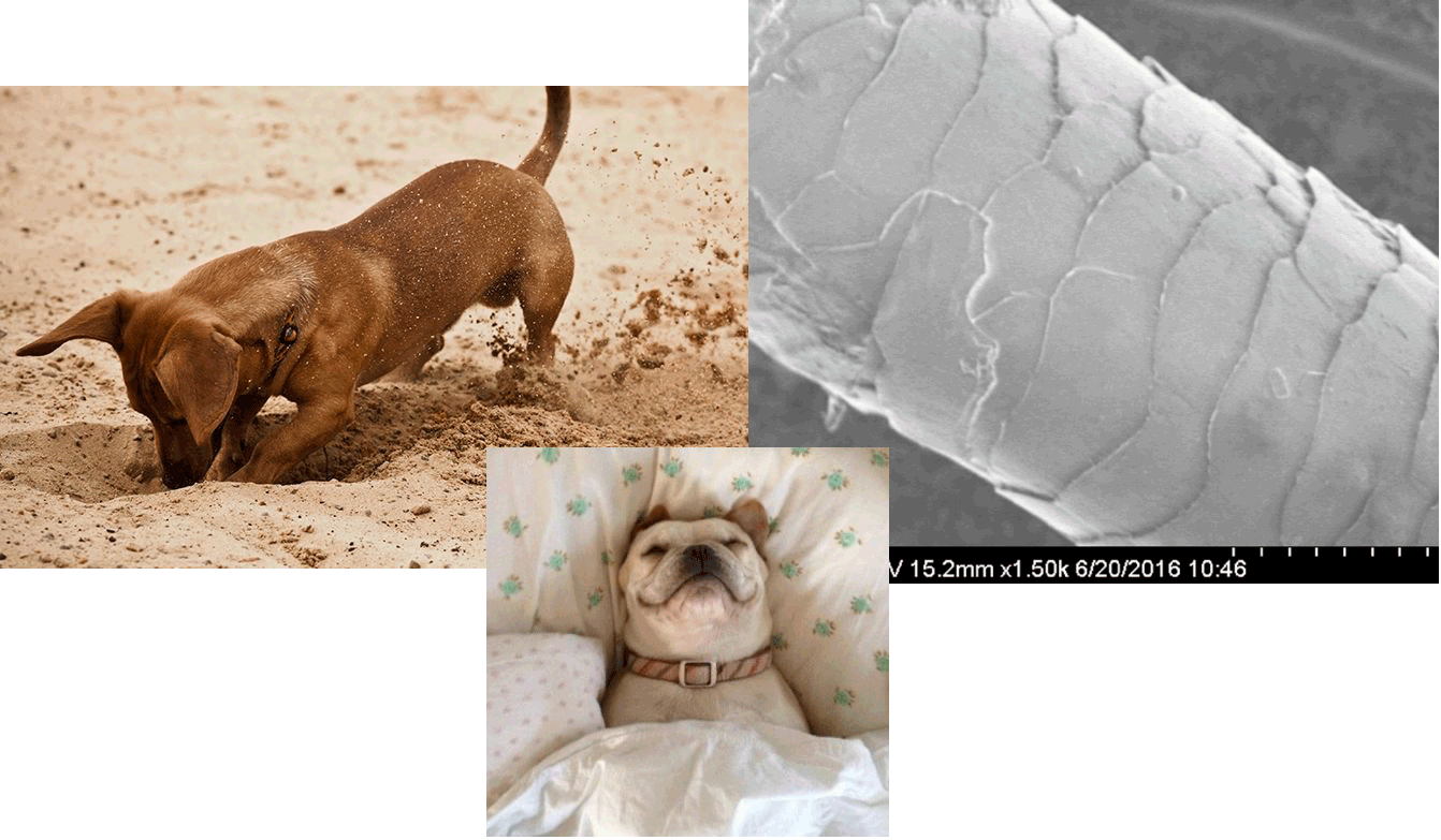 Dog research collage