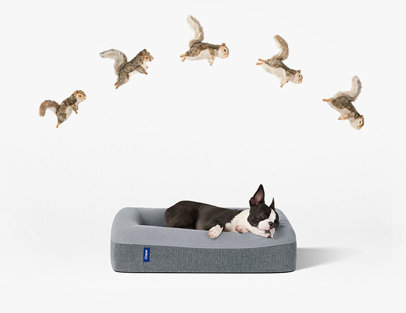 Dog bed with squirrel toy